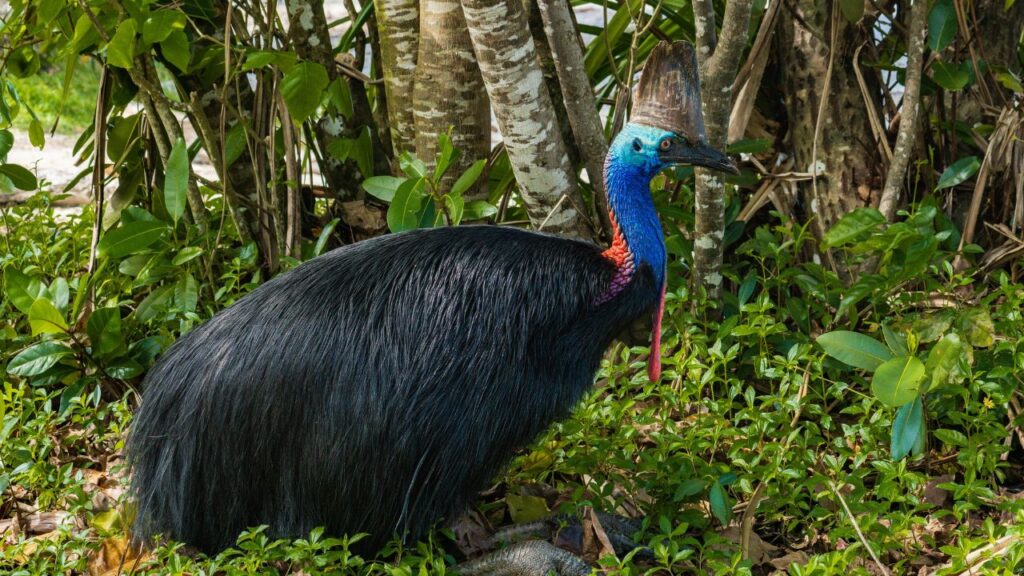 Cassowary