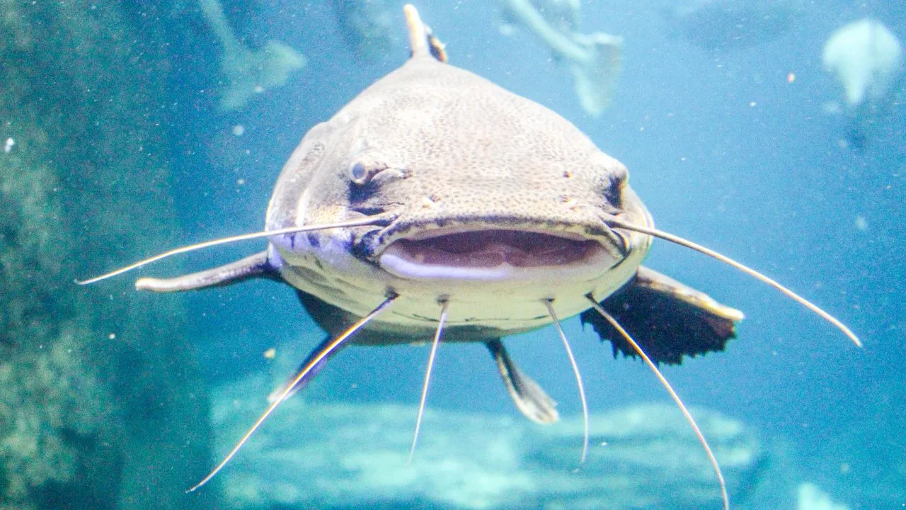 Catfish