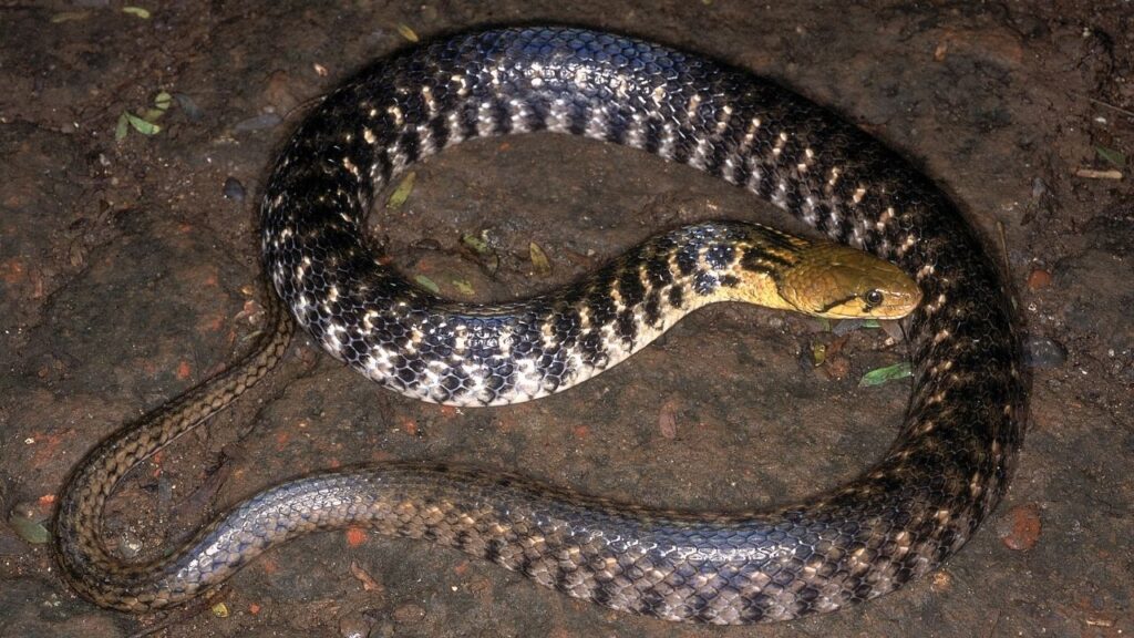 Checkered Keelback