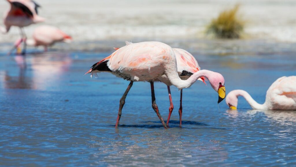 Chilean Flamingo