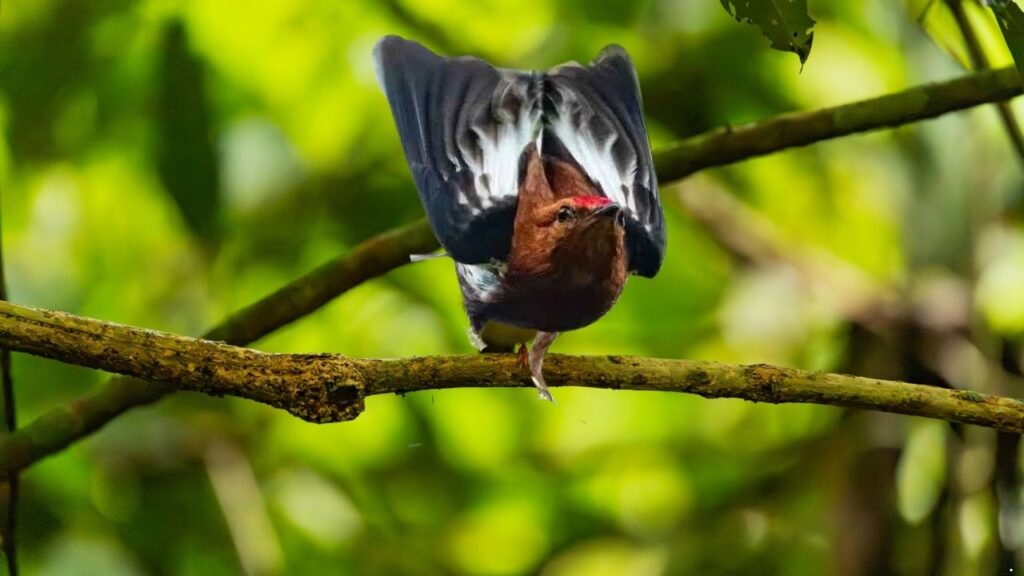 Club-Winged Manakin