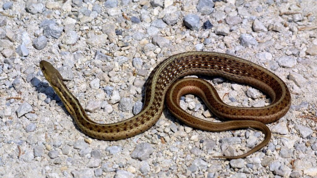 Common Garter Snake