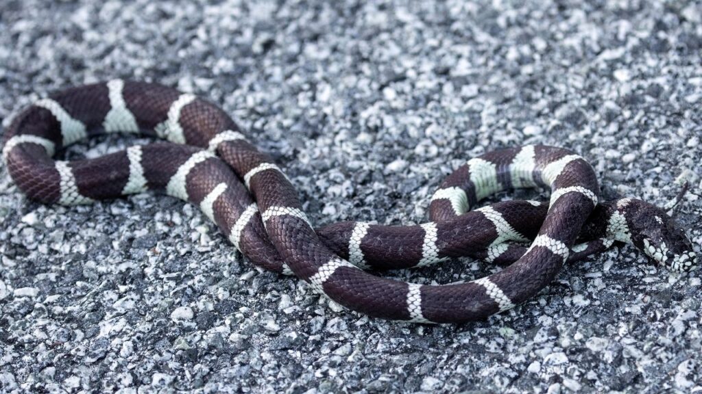 Common Kingsnake