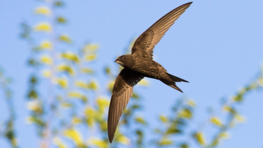 Common Swift