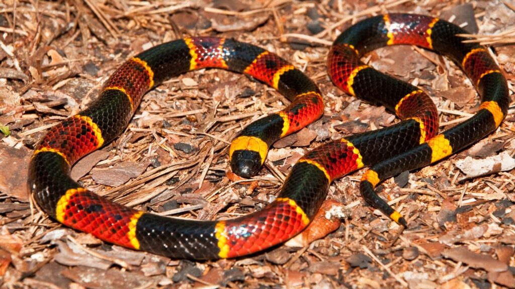 Coral Snake