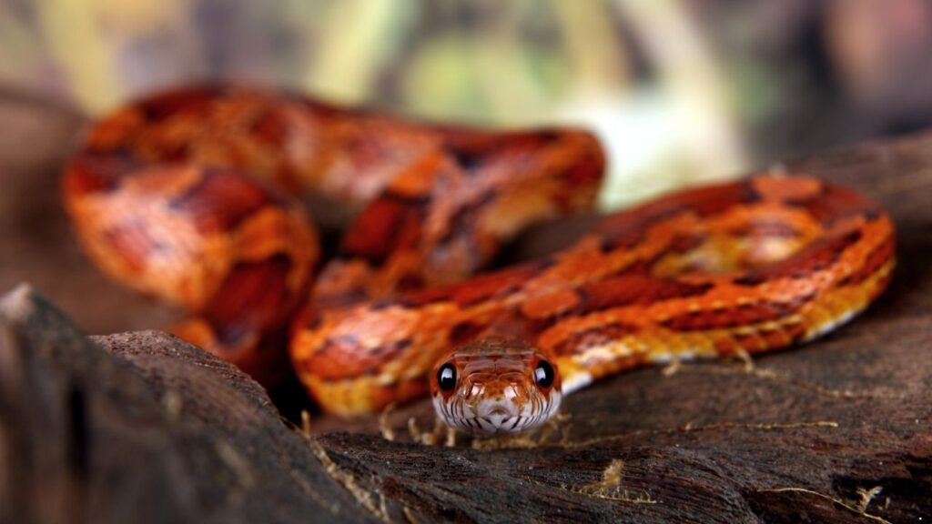 Corn Snake