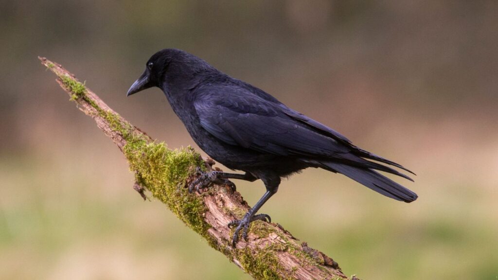 Crow
