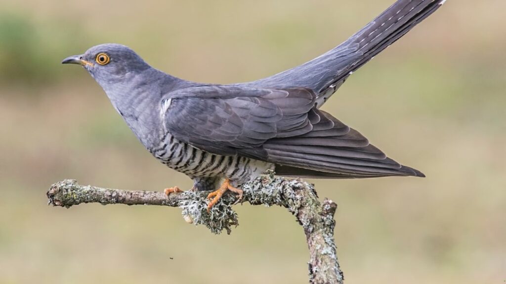 Cuckoo