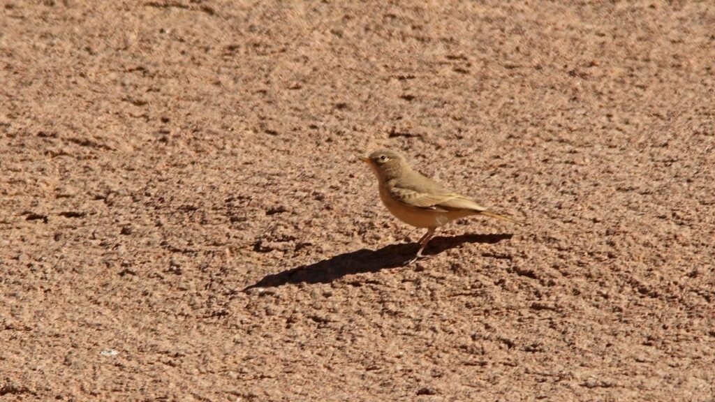 Desert Lark