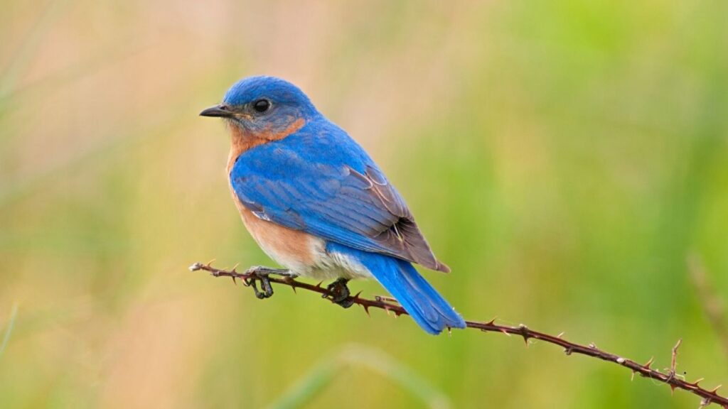 Eastern Bluebird