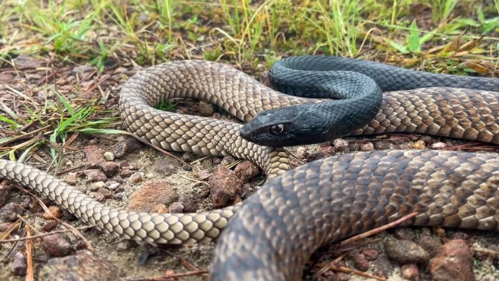 Eastern Coachwhip