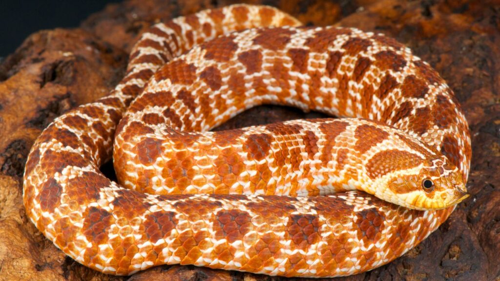 Eastern Hog-nosed Snake