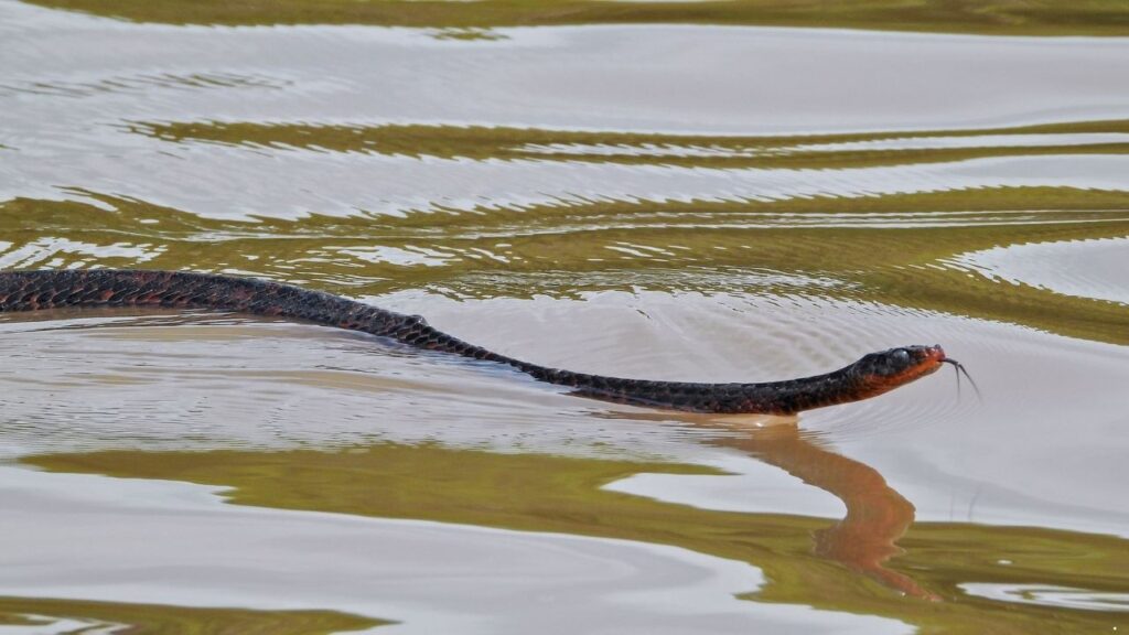 Eastern Indigo Snake