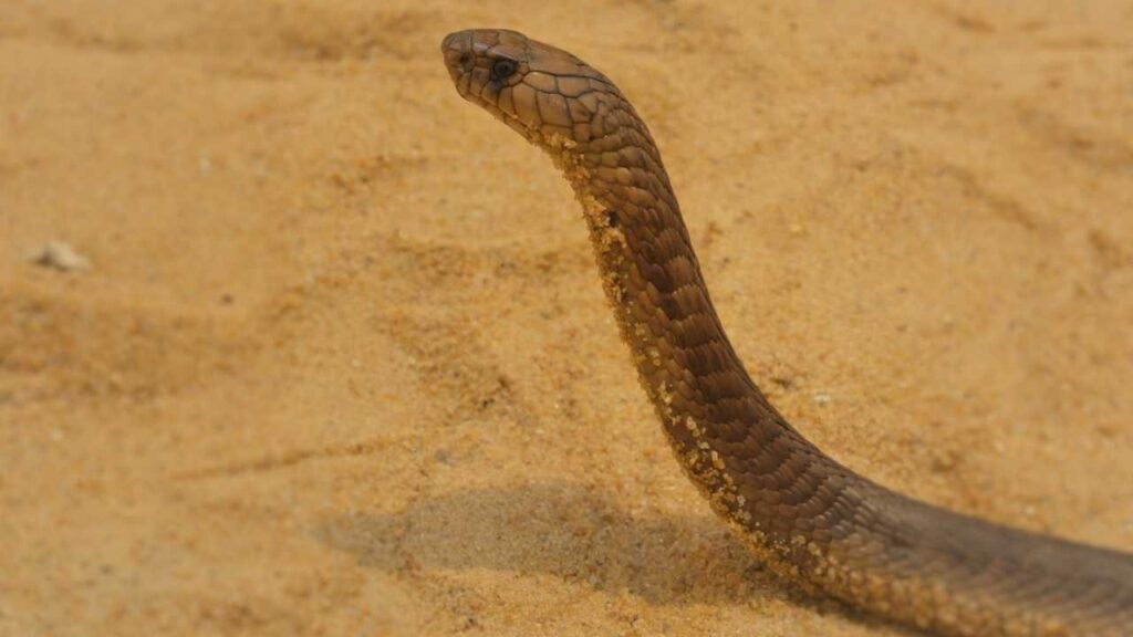 Egyptian Cobra