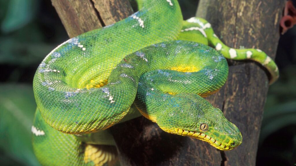 Emerald Tree Boa