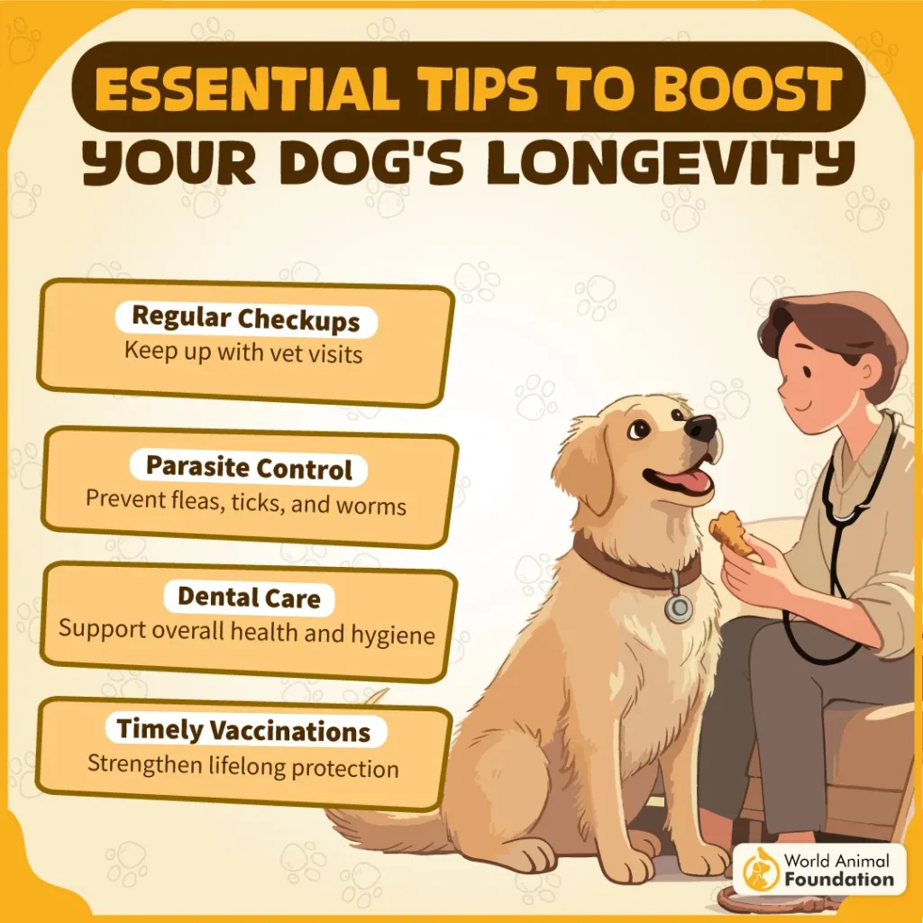 Essential-Tips-to-Boost-Your-Dogs-Longevity-03