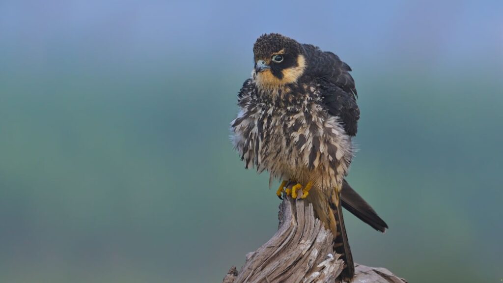 Eurasian Hobby