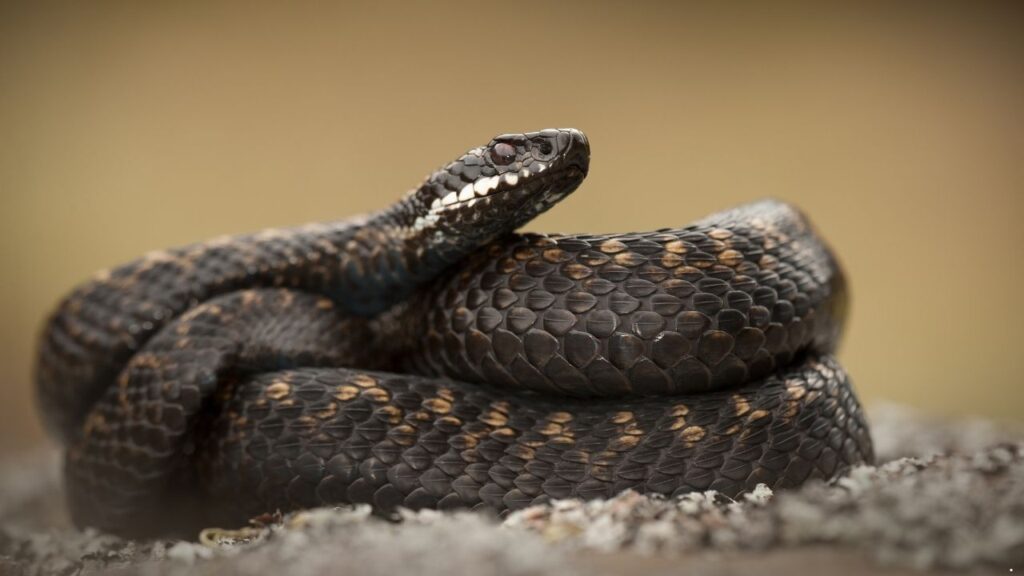 European Adder