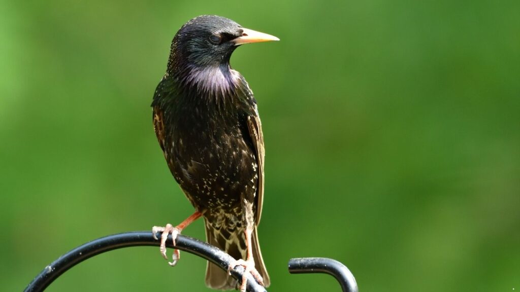 European Starling