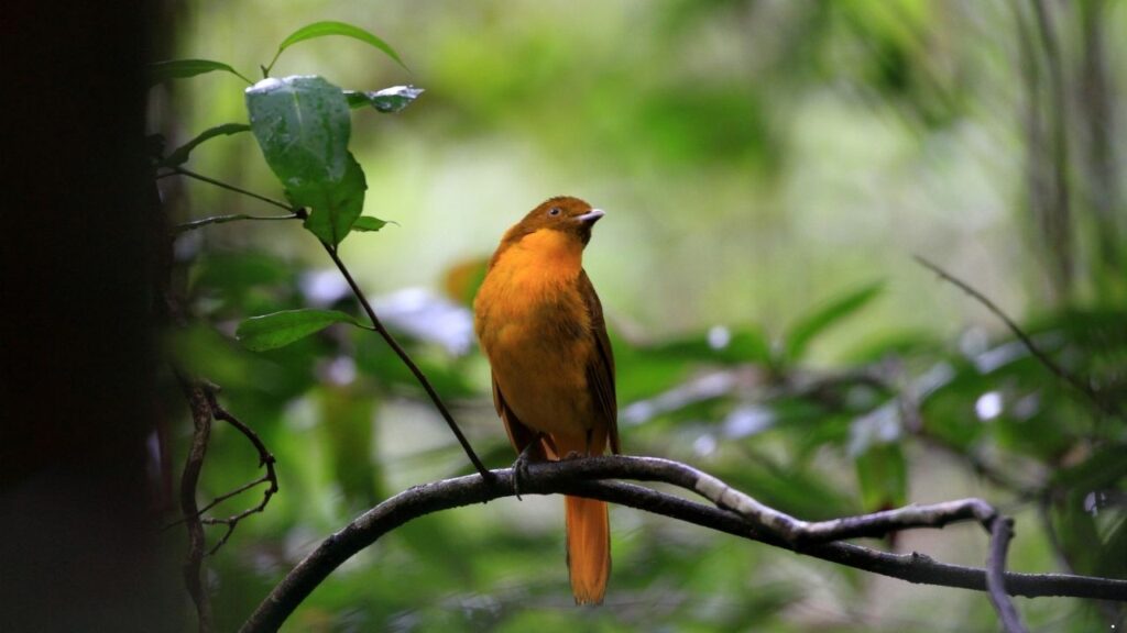 Flame Bowerbird