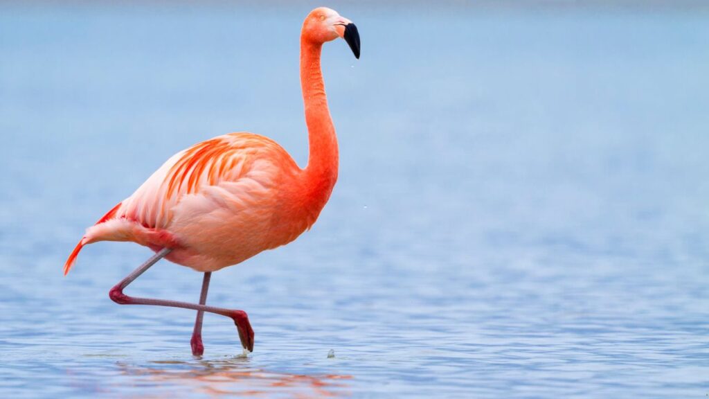 Flamingo