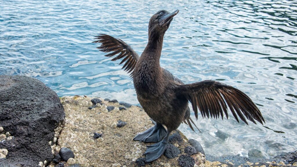 Flightless cormorant