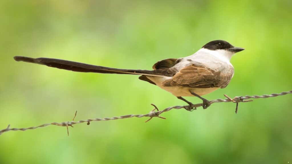 Fork-Tailed Flycatcher