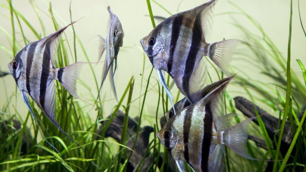 Freshwater Angelfish