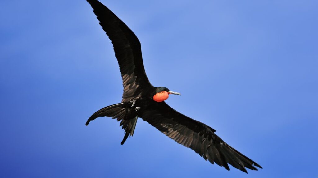 Frigatebird