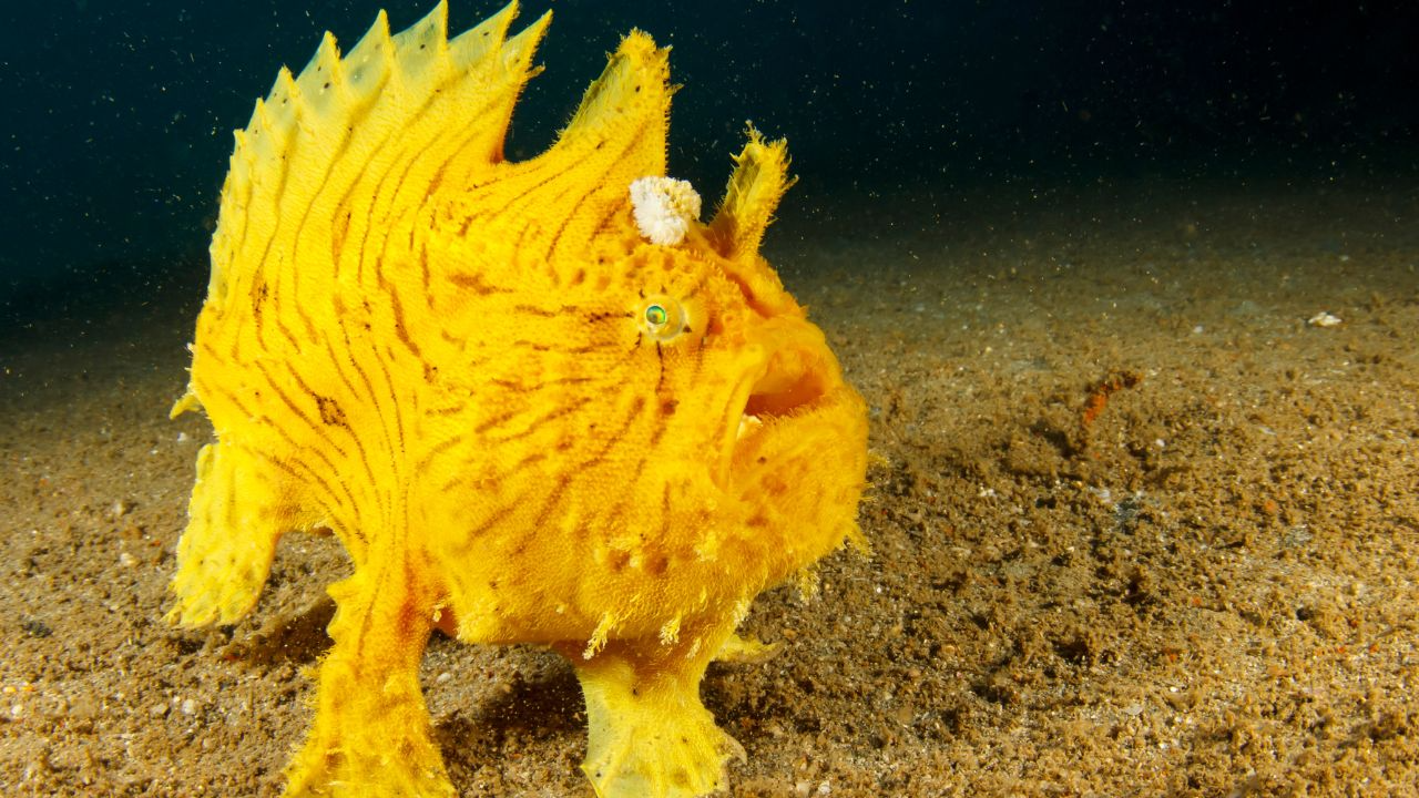 Frogfish