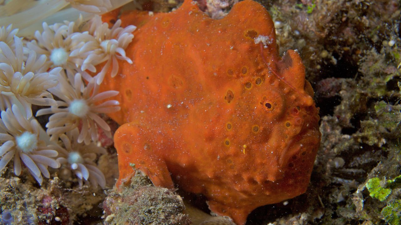 Frogfish
