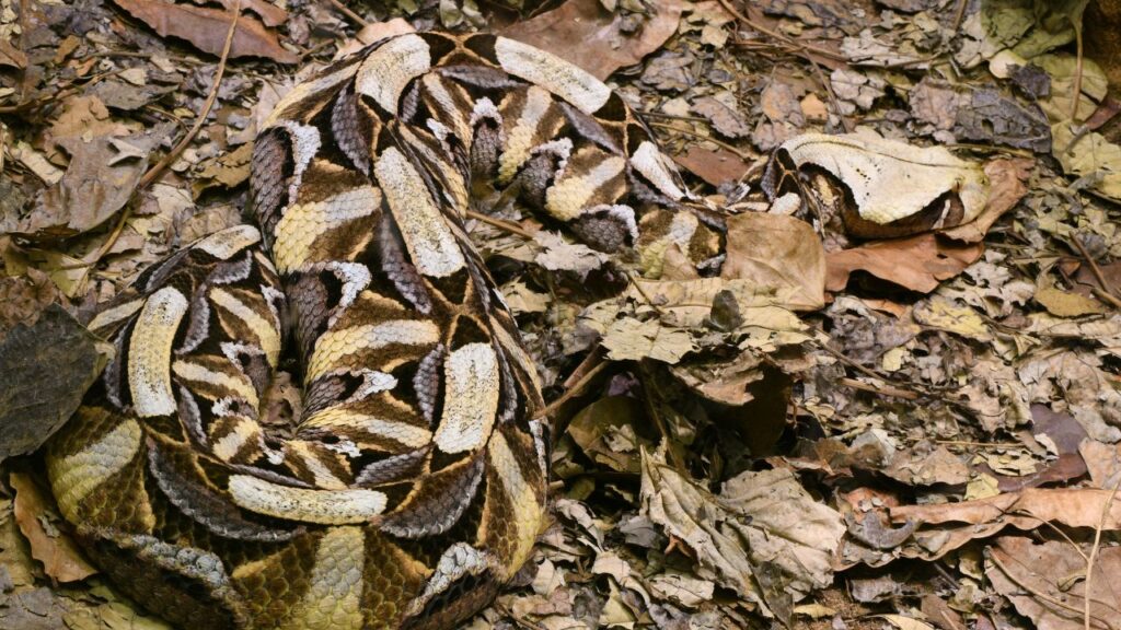 Gaboon Viper