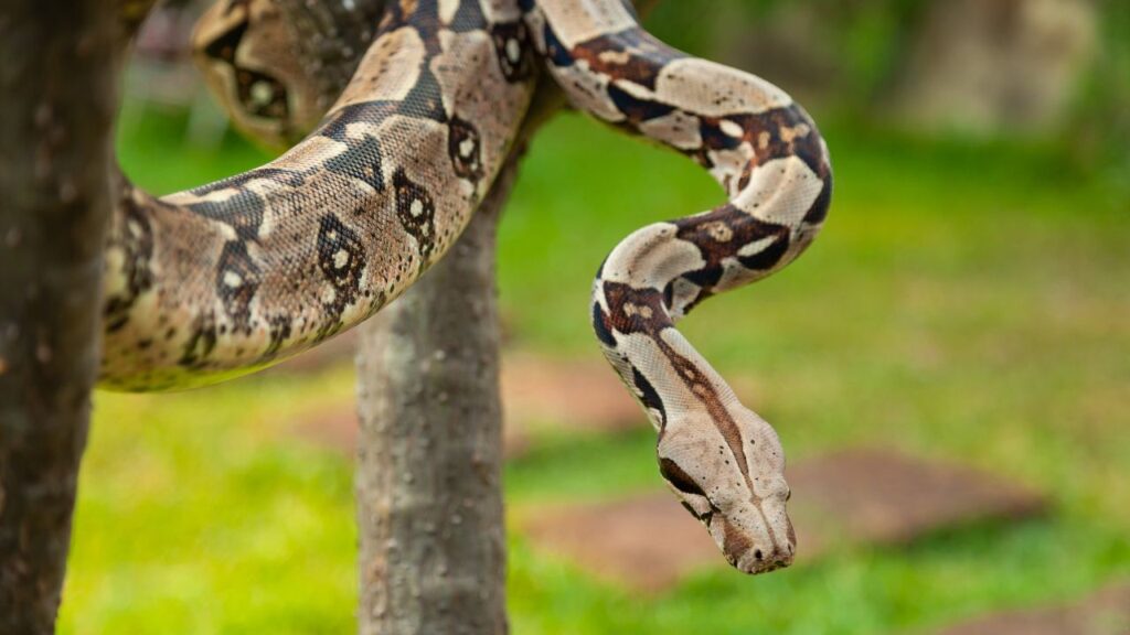 Garden Tree Boa