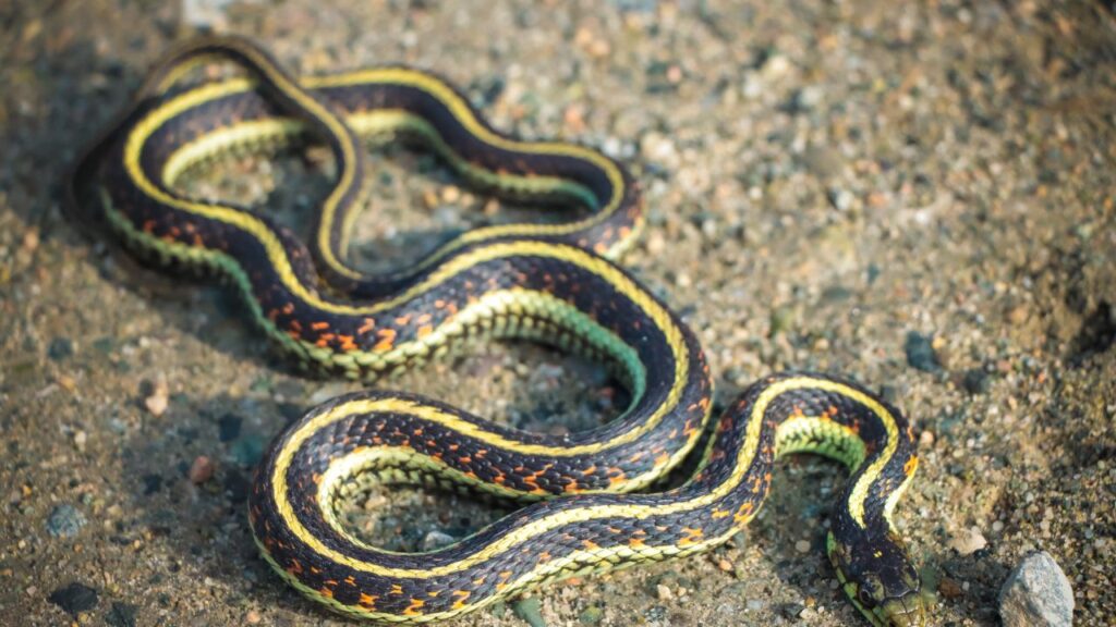 Garter Snake