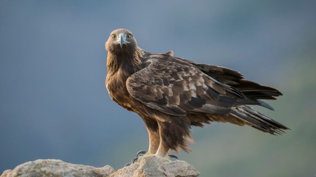 Golden Eagle