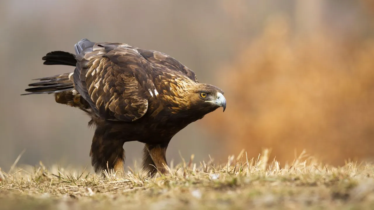 Golden Eagle