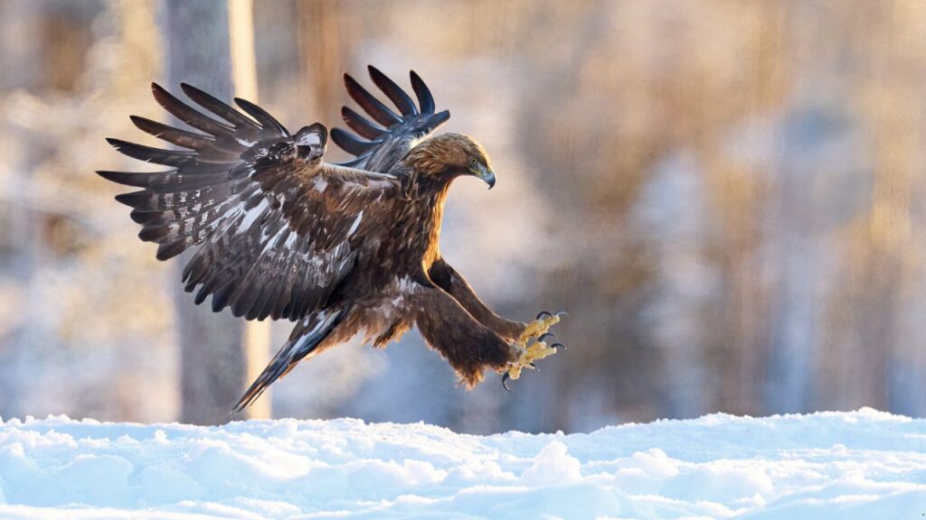 Golden Eagle
