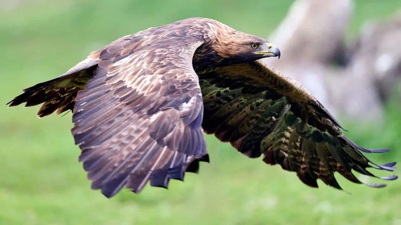 Golden Eagle