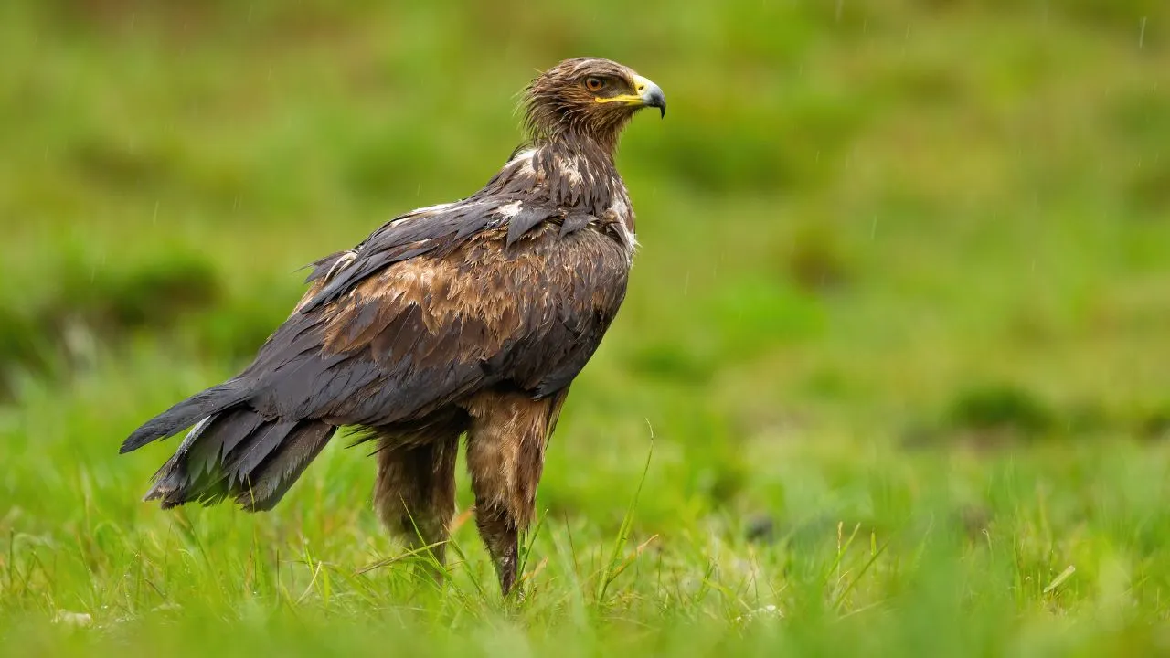 Golden Eagle