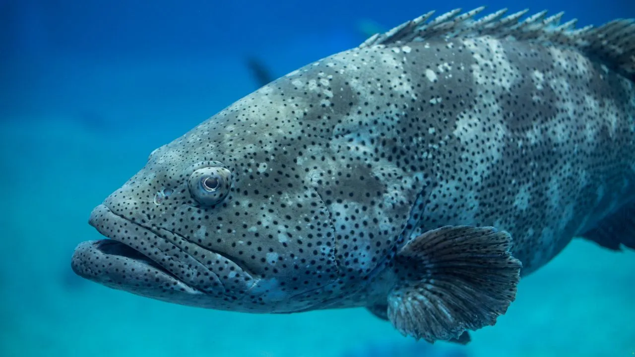 Atlantic Goliath Grouper