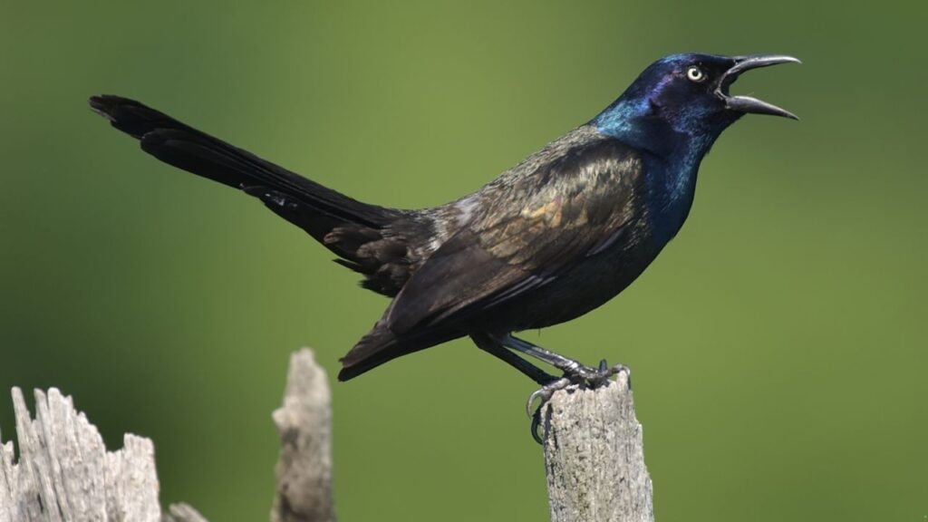 Grackle