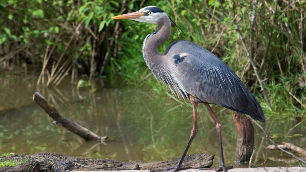 Great Blue Heron