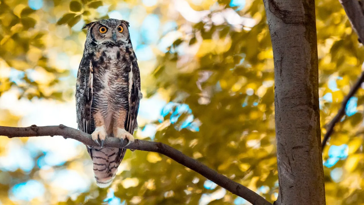 Great Horned Owl