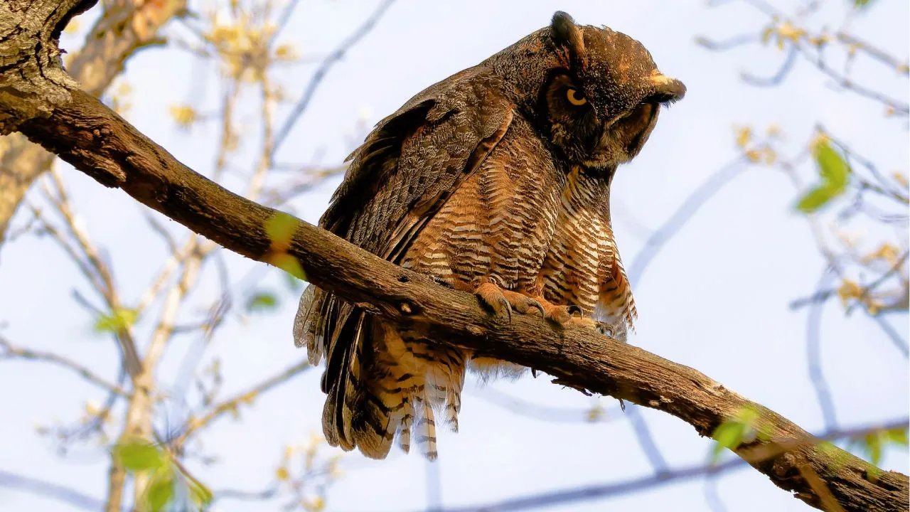 Great Horned Owl