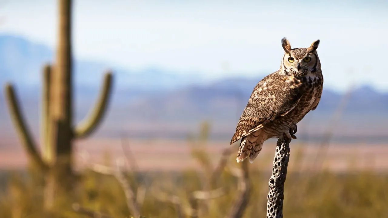 Great Horned Owl