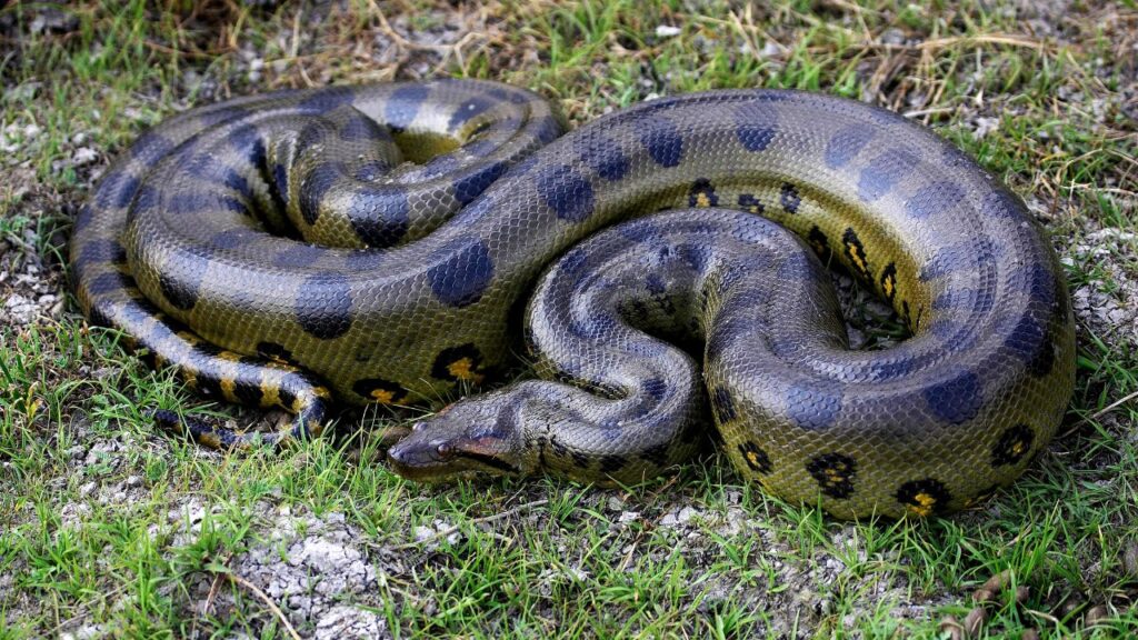 Green Anaconda