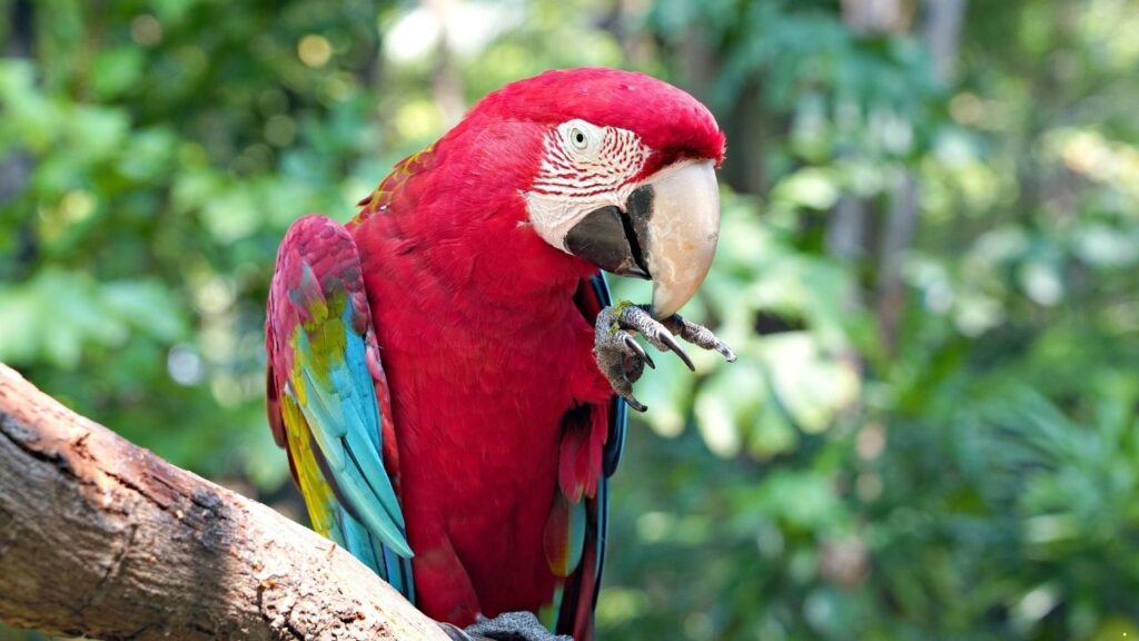Green-Winged Macaw
