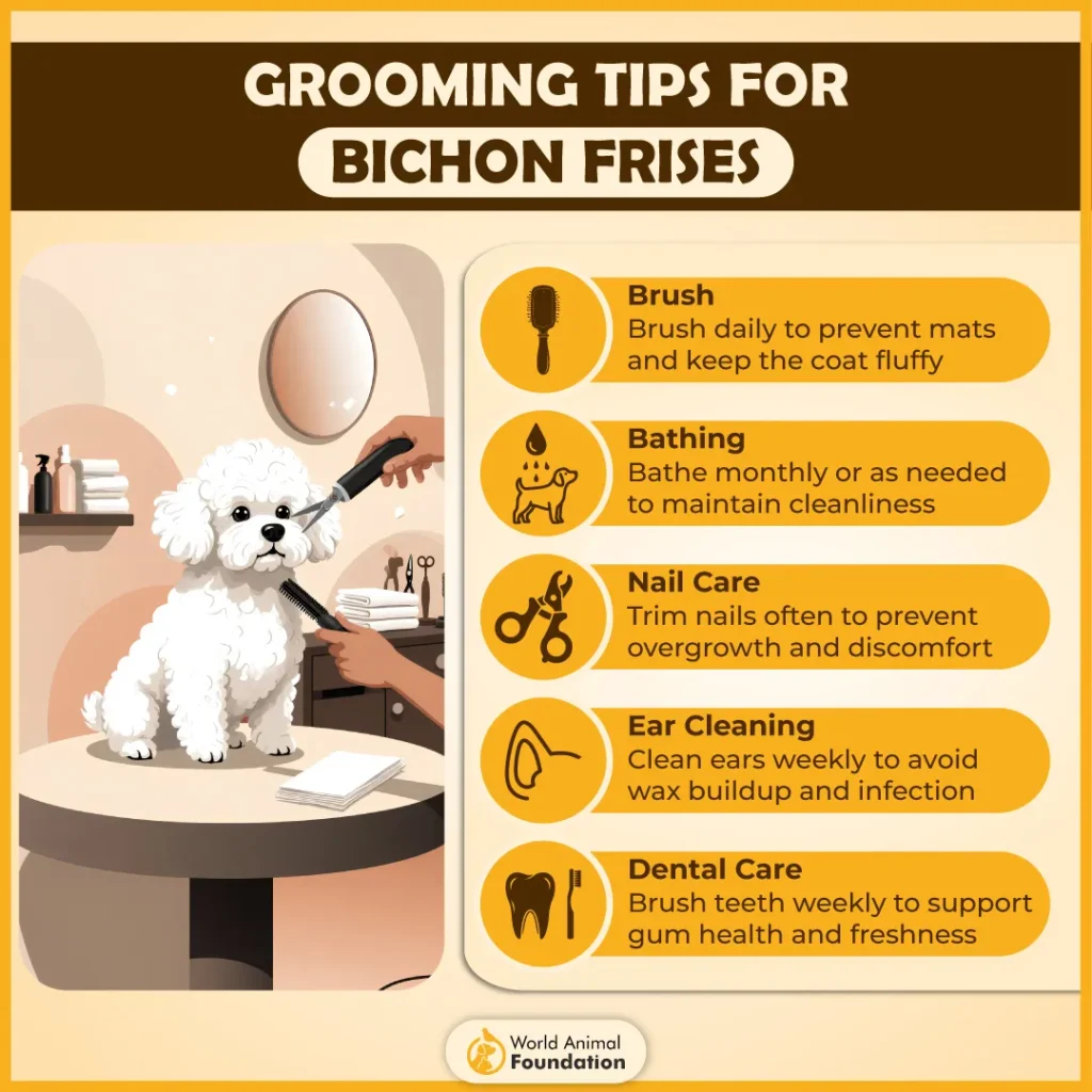 Grooming-Tips-for-Bichon-Frises-01