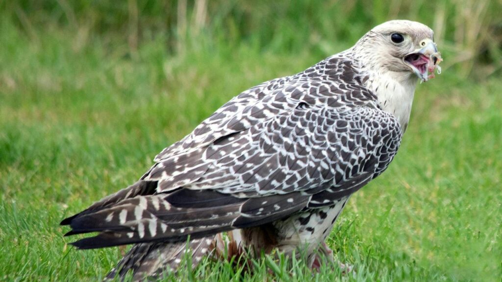 Gyrfalcon