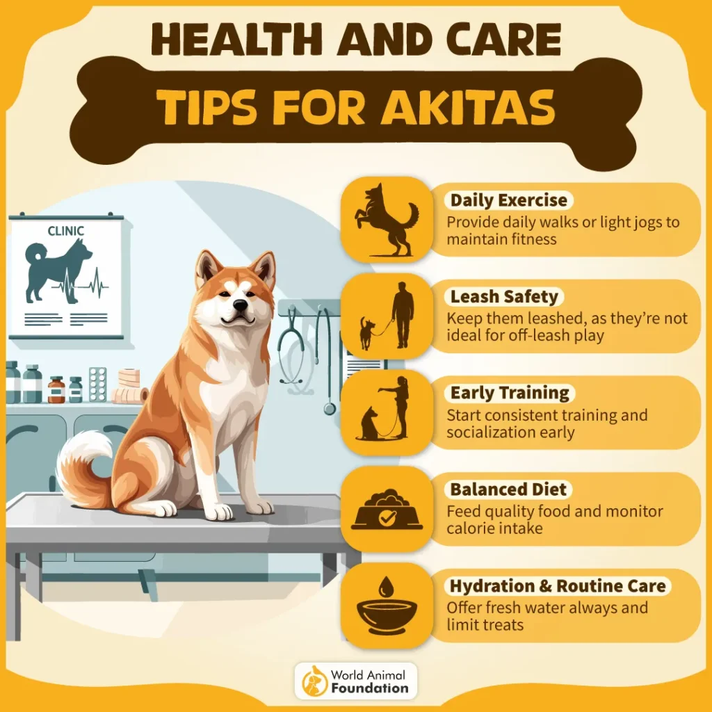Health-Care-Tips-for-Akitas-01